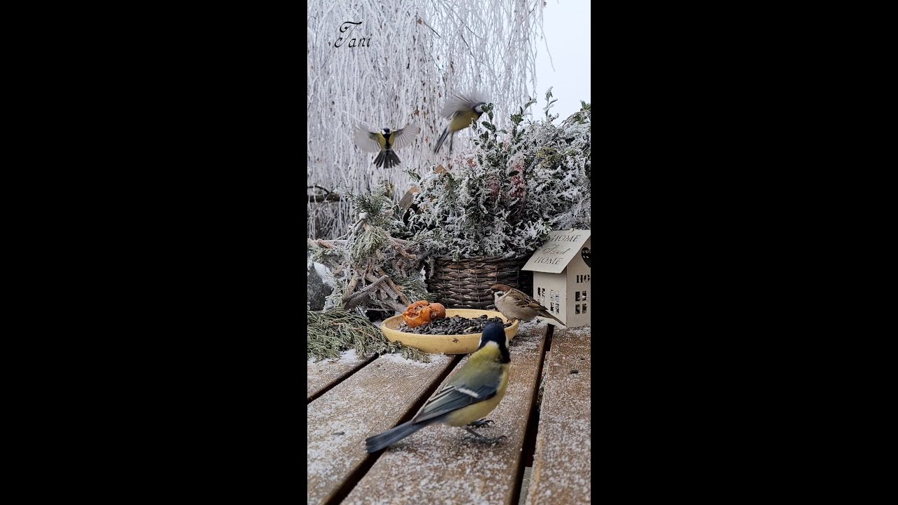 Birds in winter