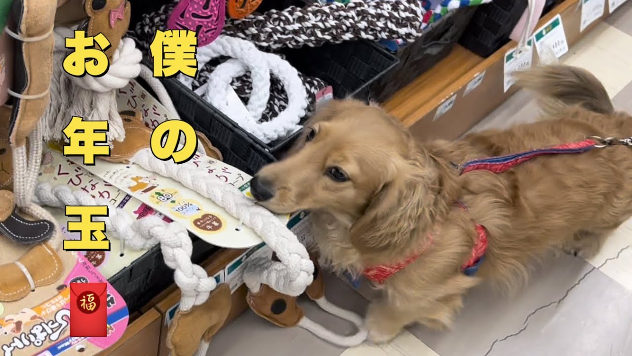 愛犬がお年玉に大はしゃぎと思ったら飼い主もはしゃいでた（大きめダックスフンド）（ミニチュアダックス）
