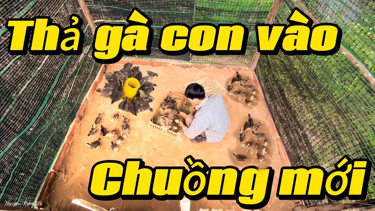 Thả gà con vào chuồng mới, phát quang quanh chuồng.