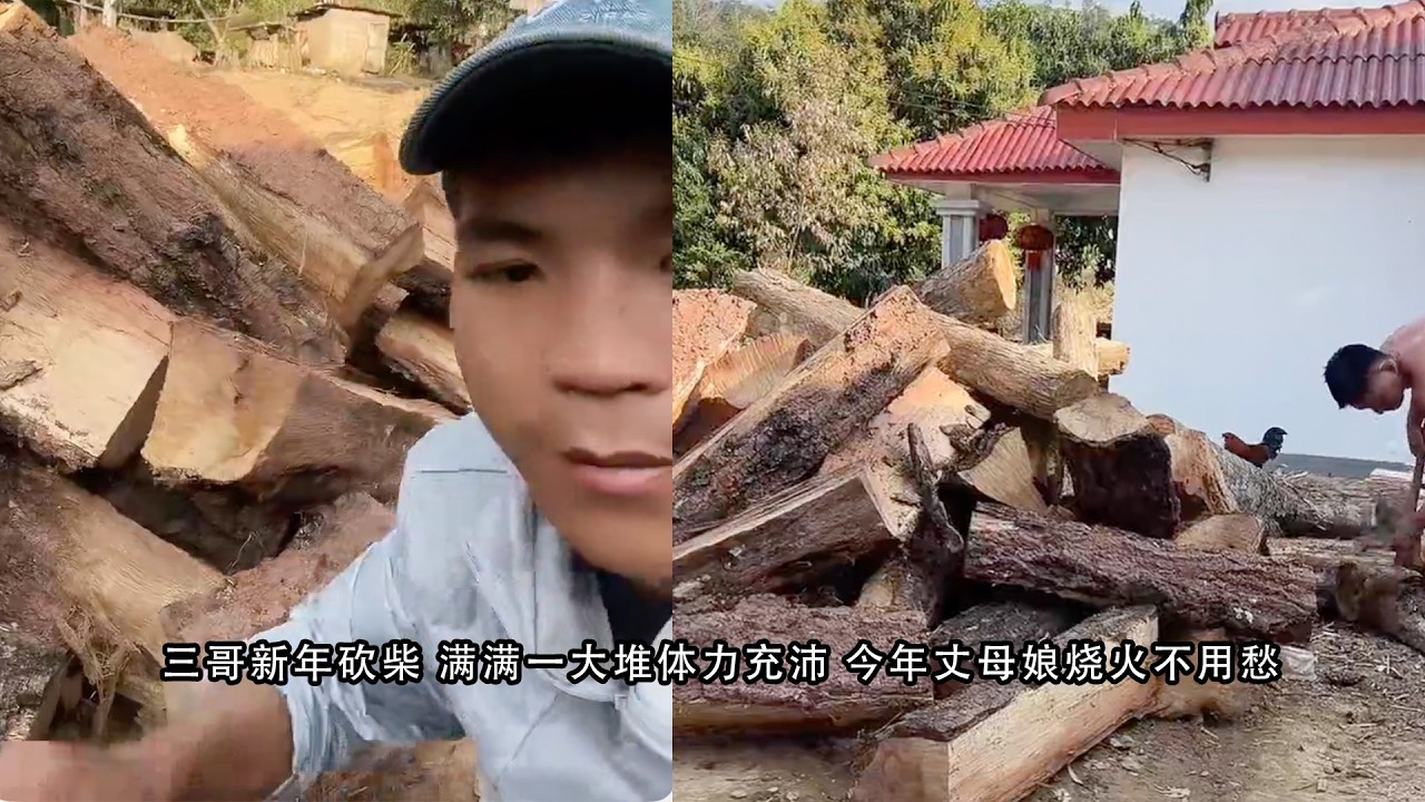 三哥新年砍柴 满满一大堆体力充沛 今年丈母娘烧火不用愁