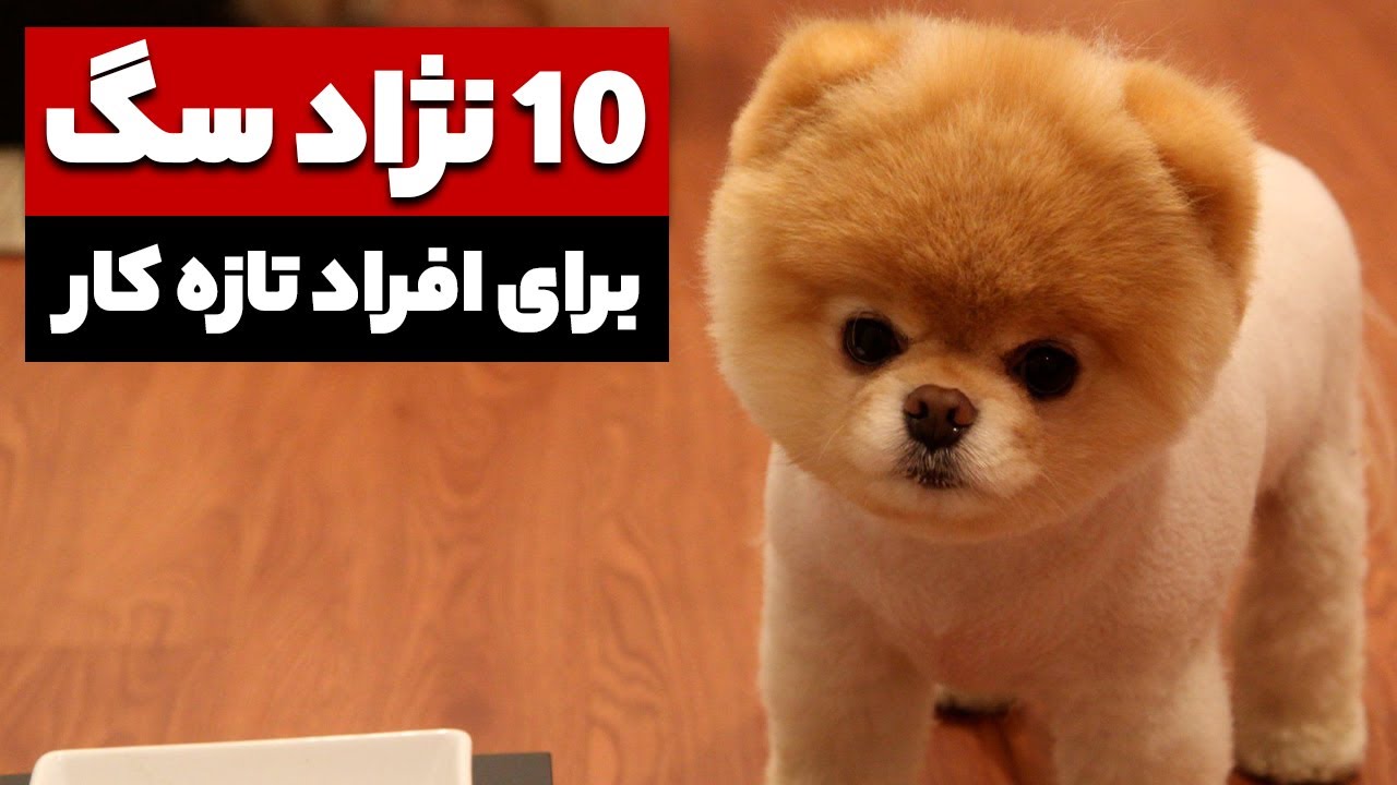 10 نژاد سگ برای افراد بی تجربه | برای اولین بار چه سگی بگیرم؟