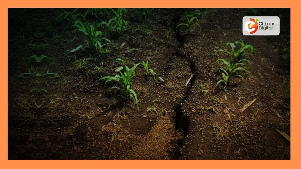 Wakulima katika maeneo ya Kipipiri na Kinangop wanakadiria hasara kubwa baada ya mimea kuharibika