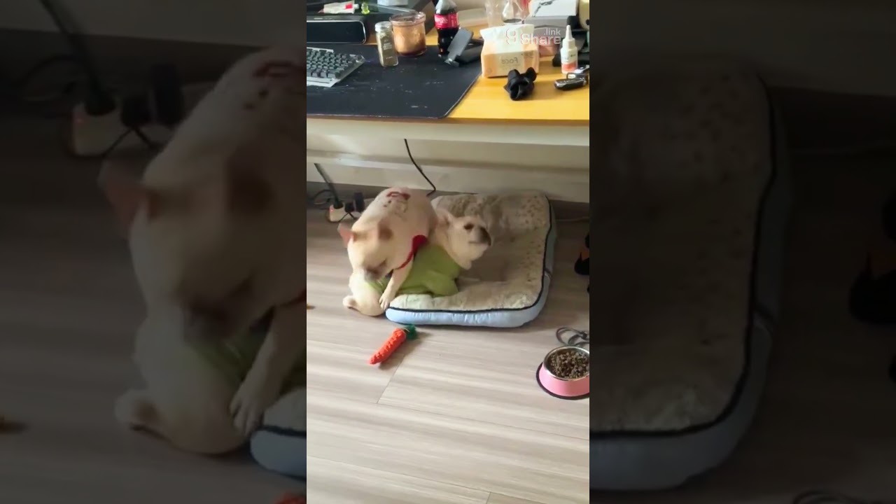 Adorable French Bulldogs Playfully Wrestling  You’ll Laugh Out Loud!