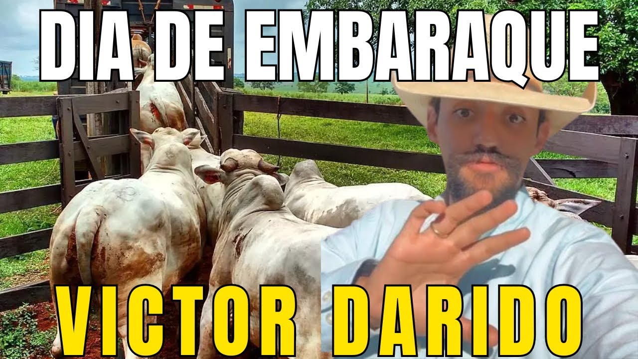 DIA DE EMBARQUE NA FAZENDA DO VD. VICTOR DARIDO #victordarido #pecuaria