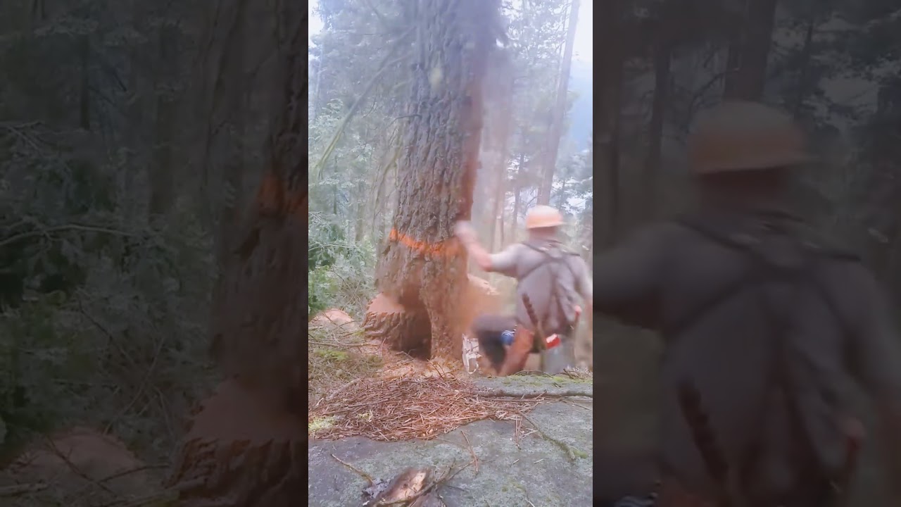 Tree cutting gone wrong😅🥹#tree#cutting#fail#fyp.
