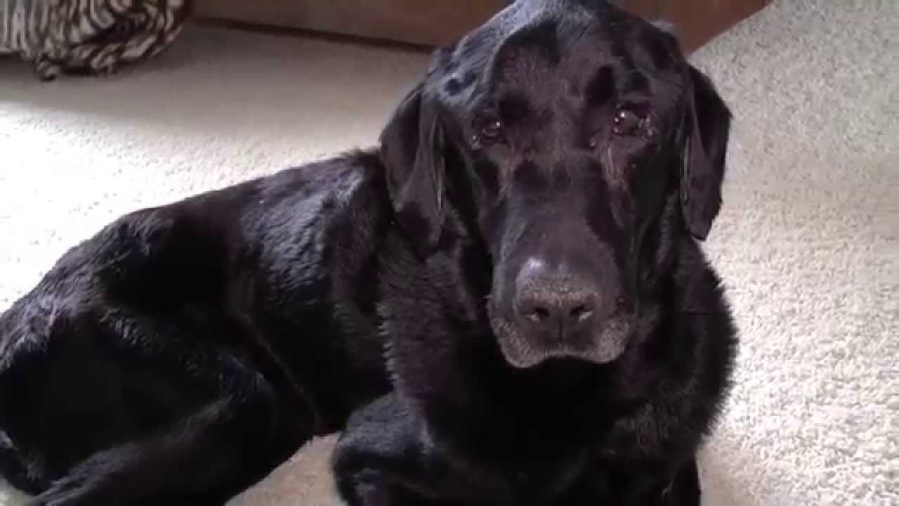 good bye my beloved dog # last day of his life