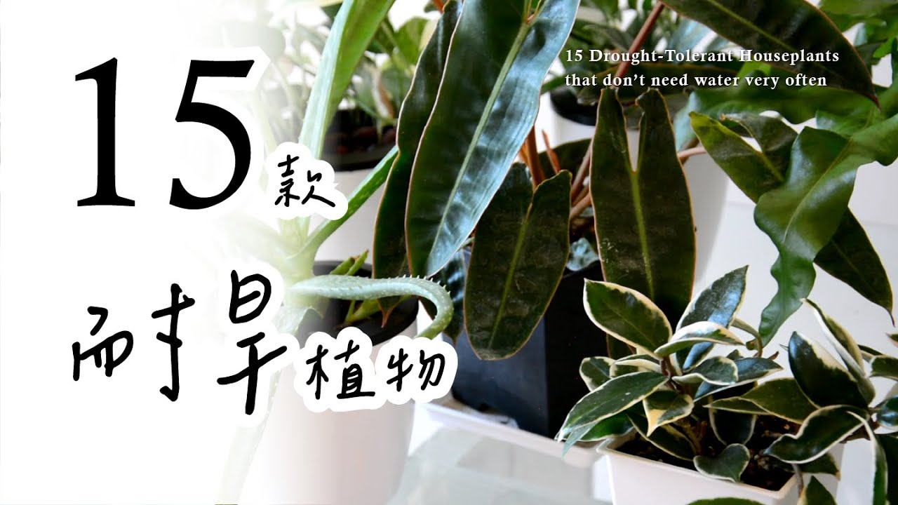 十五款耐旱好照顧的室內懶人植物！推薦給生活忙碌的您🌿15 Drought-Tolerant Plants that Don’t Need Water Very Often #室內植物