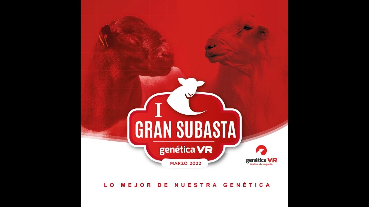 P172 Borregos para la Primera Subasta de Genética VR.