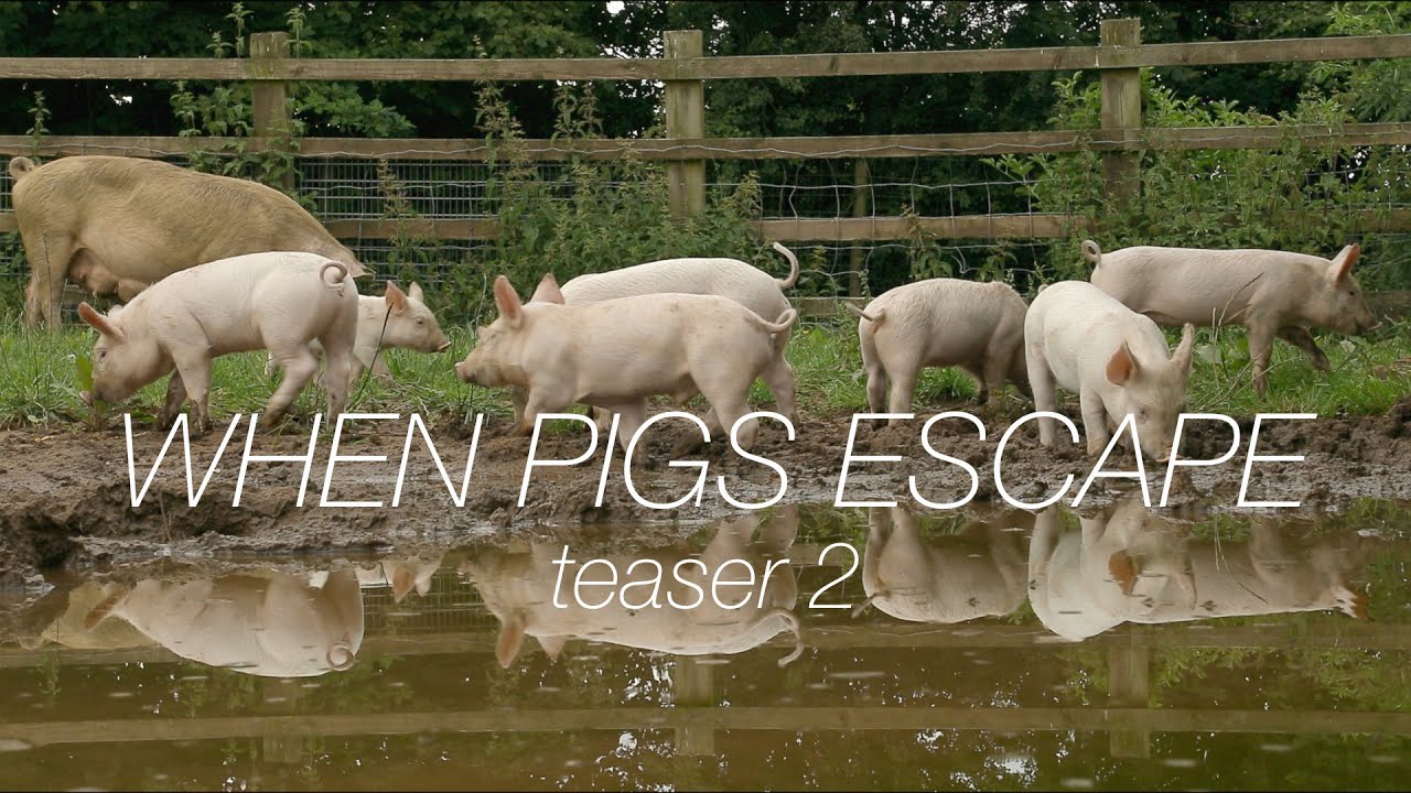 WHEN PIGS ESCAPE | Teaser 2