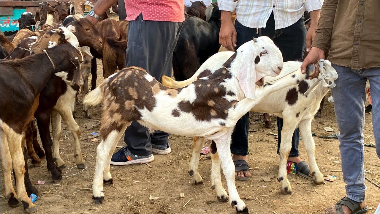 RAJASTHAN TONK GOAT MARKET LIVE UPDATE 11 JUNE  PALNE WALE BACCHE #tonkgoatmarket #tonkbakramandi