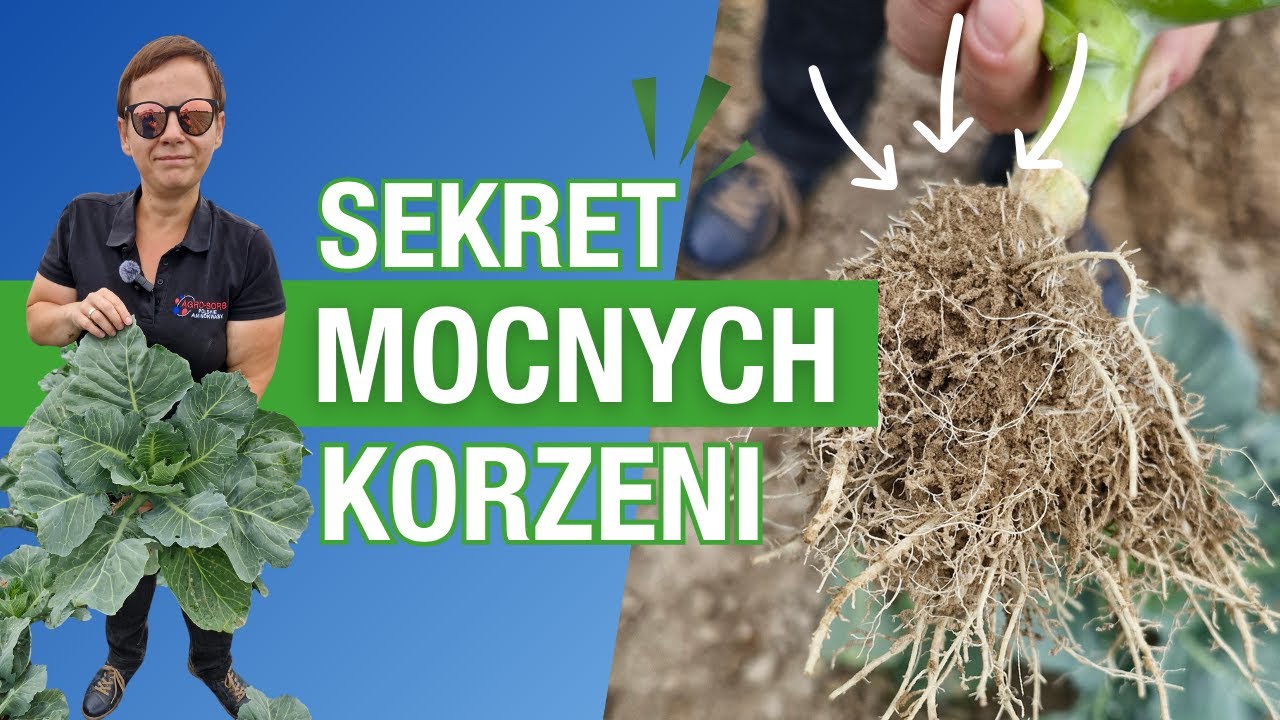 Sekret zdrowej kapusty! Sprawdzamy działanie Agro-Sorb w polu