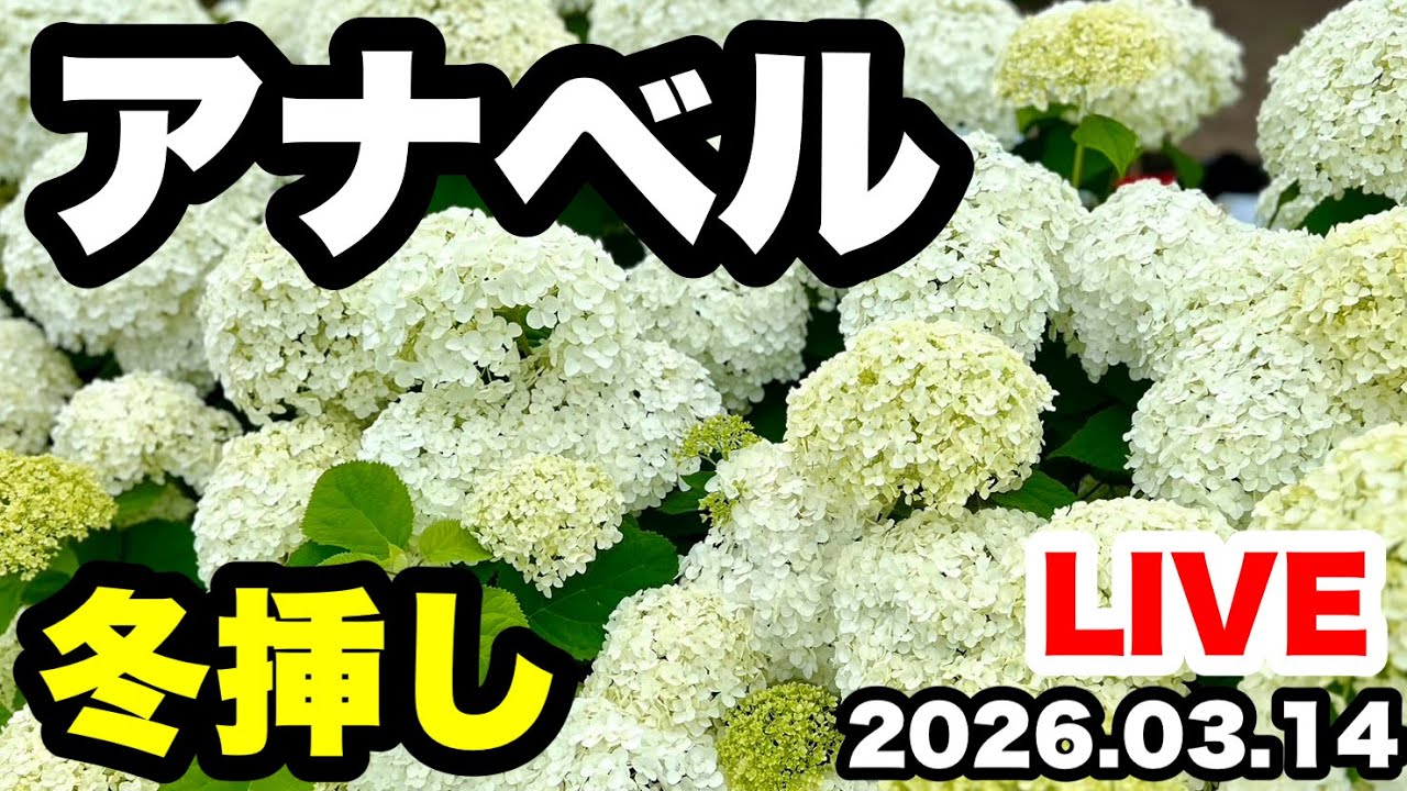 ■３月にできる🪴アナベル【休眠挿し】