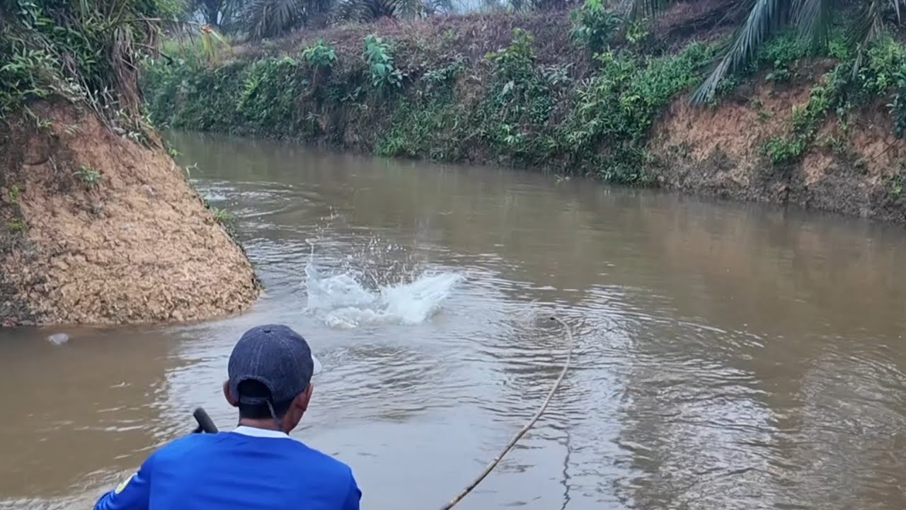 REJEKI DI SAAT AIR DALAM DAPAT IKAN HAMPALA DAN UDANG GALAH
