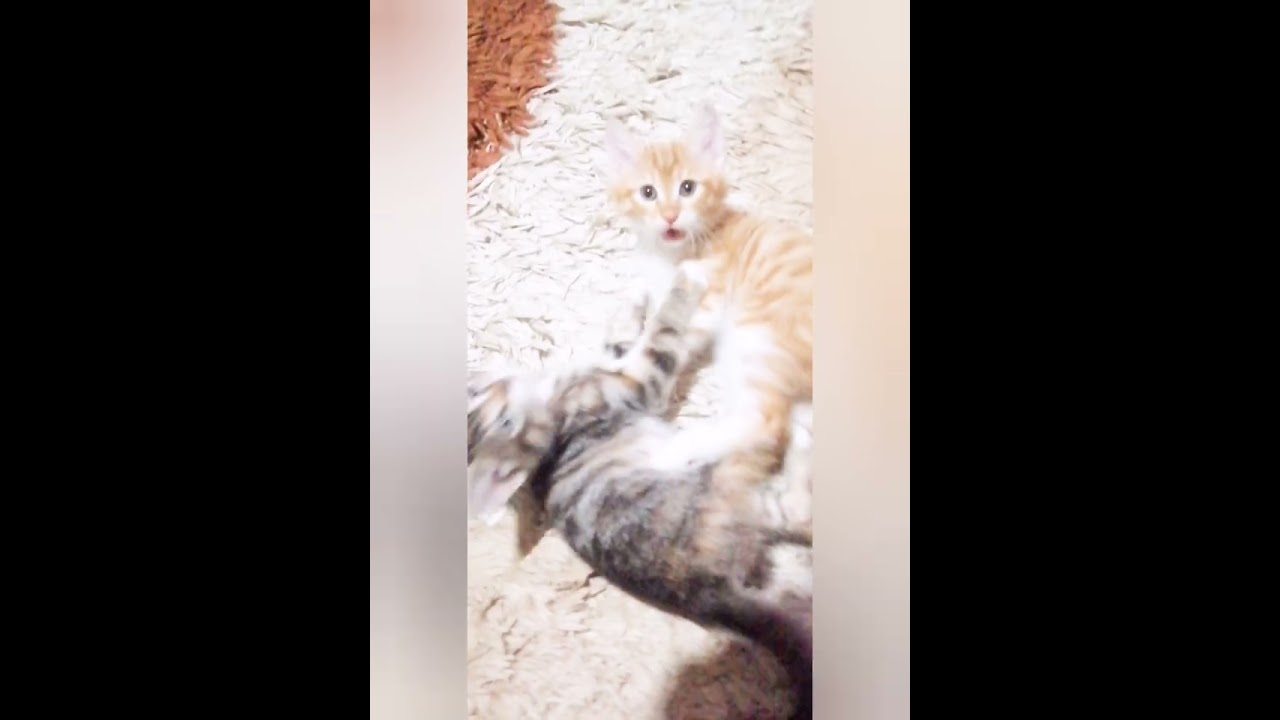 يوميات اولاد كاتي 😱😁🌹😂خربو الدنيا😂🌹