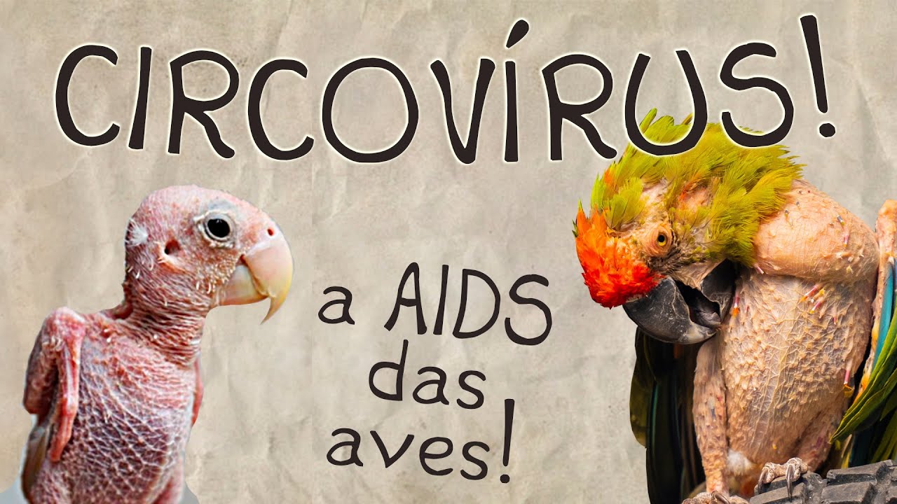 Sobre o Circovírus! - Parte 01