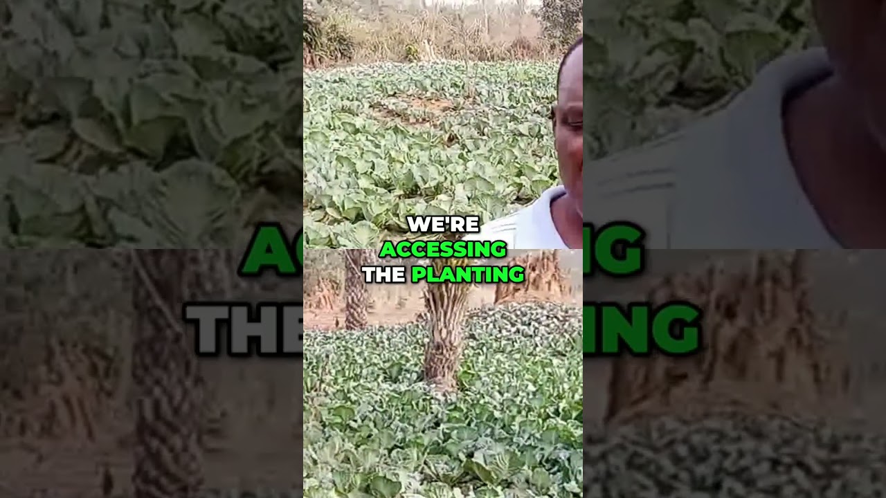 Fertilizer Crisis: Farmers Left to Expensive Market #shorts
