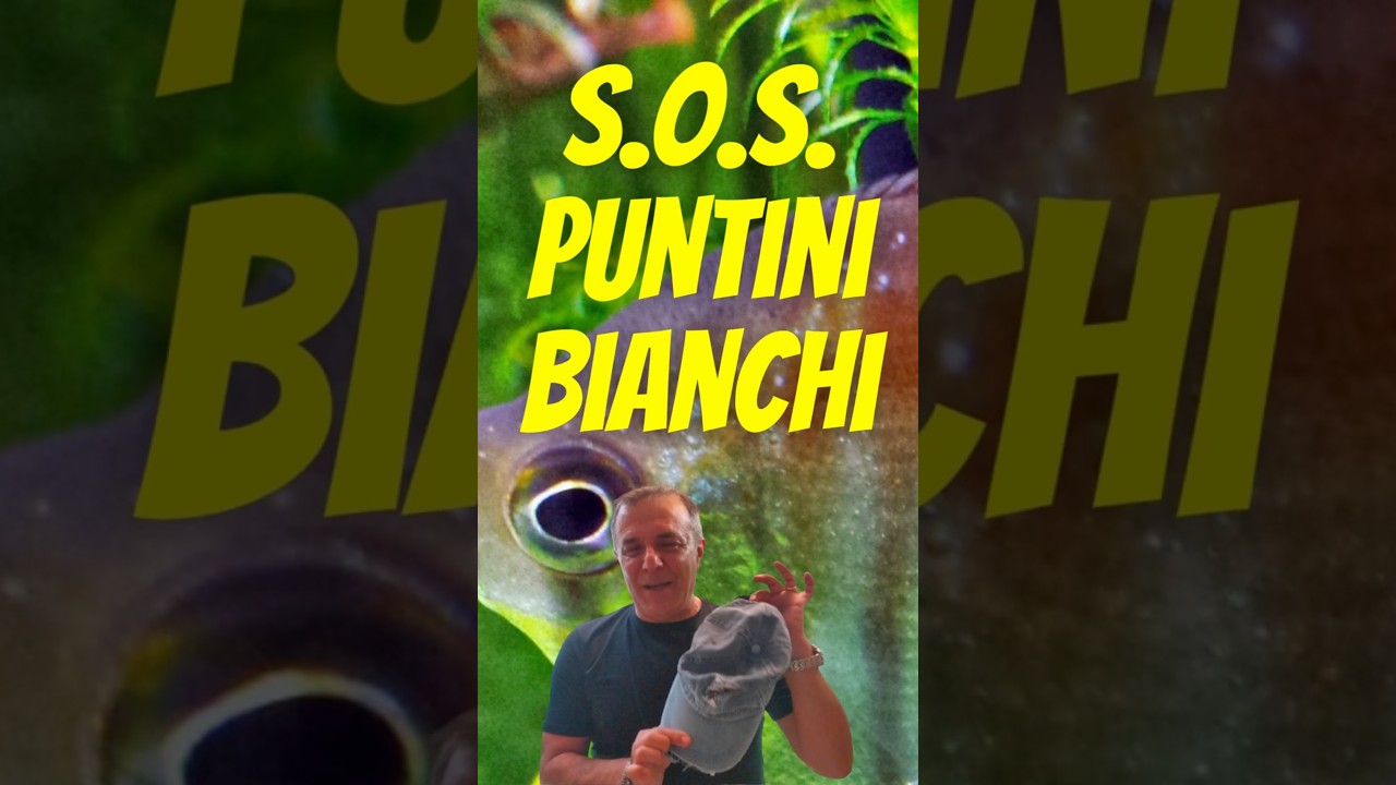 🚨 S.o.s. Puntini Bianchi