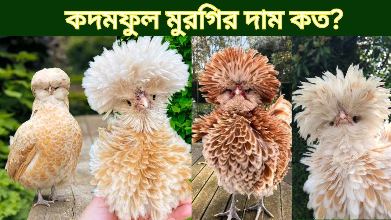 কদম ফুল মুরগির এর দাম কত? -Buff Laced Polish Chicken price in Bangladesh/India- Pets Paradise