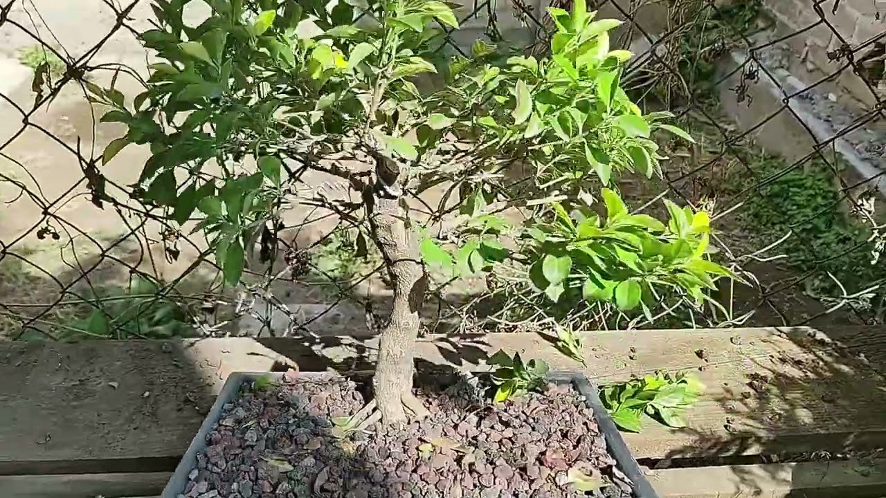 Bonsái Álamo Blanco/ Plateado Y Duranta Cuba