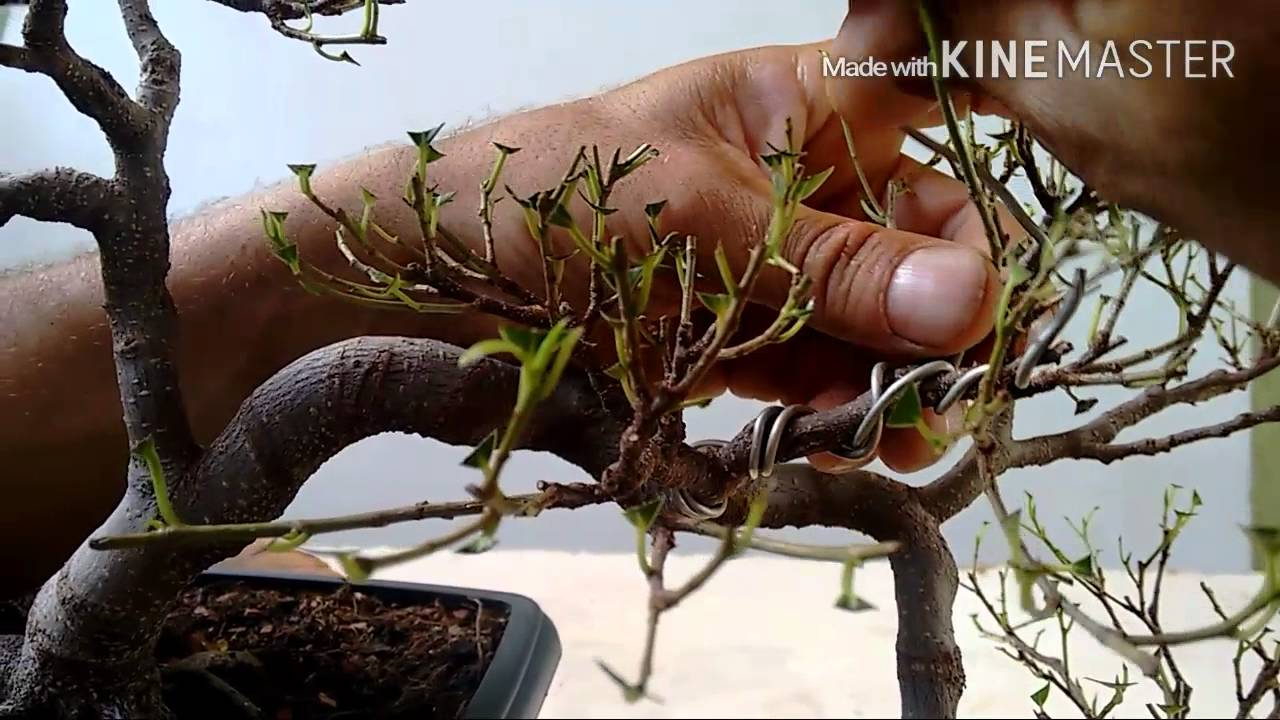 Fícus dica da espécie, criatividade na Aramação.