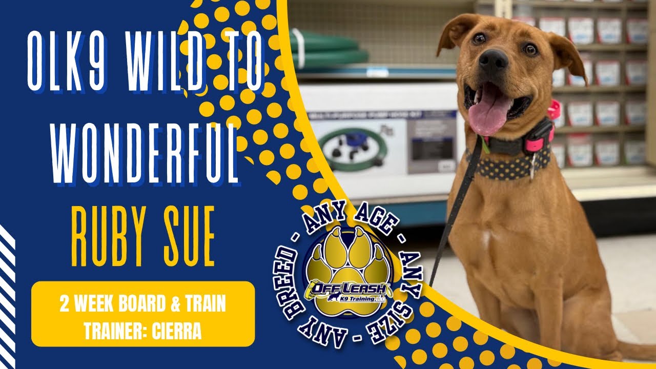 1yo Pit mix (Ruby Sue) Best Dog Trainers in WV 