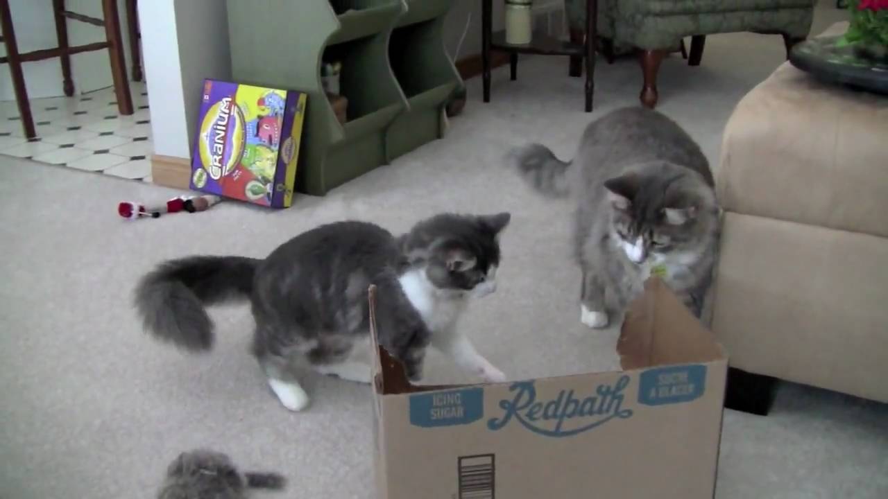 Cats Playing with Box