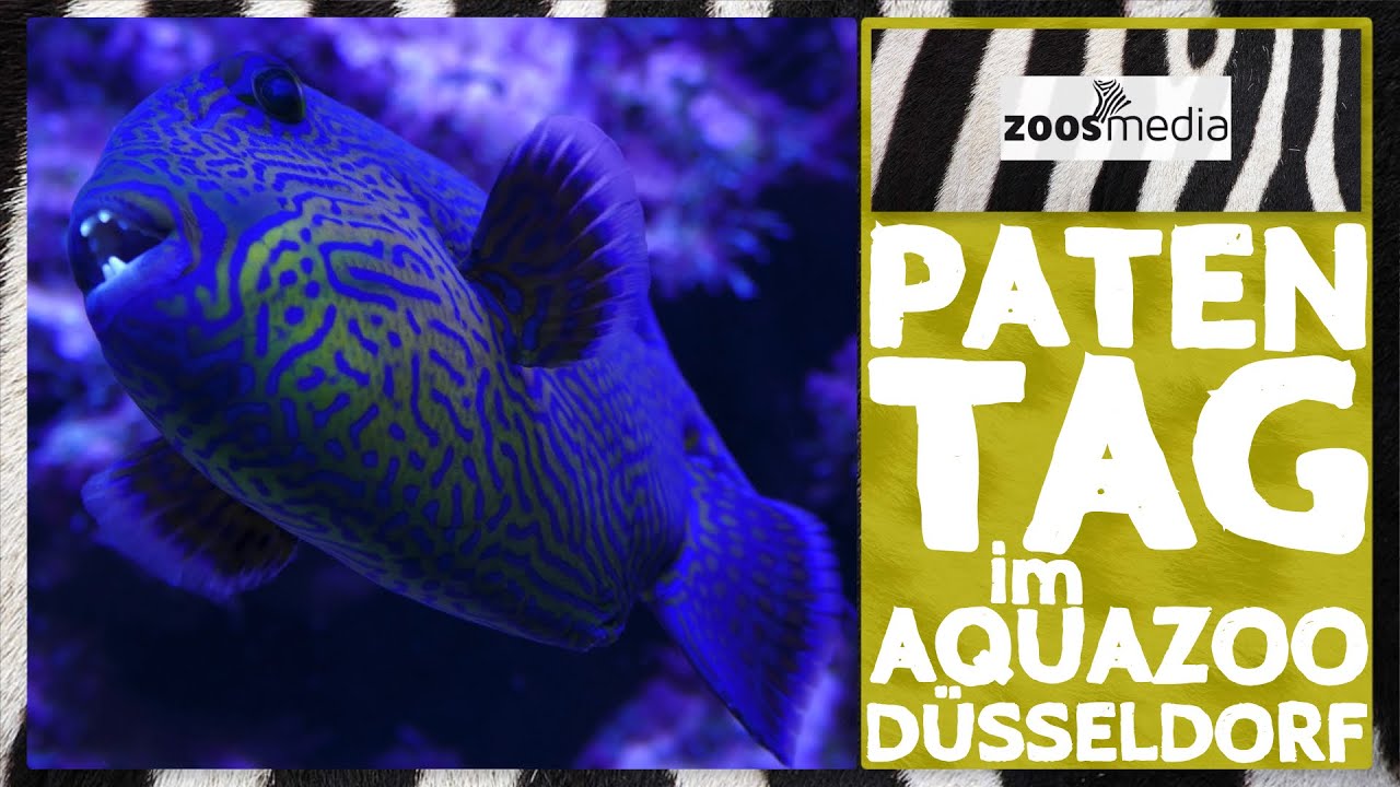 Aquazoo D&uuml;sseldorf: Ein Tag f&uuml;r PATEN | zoos.media