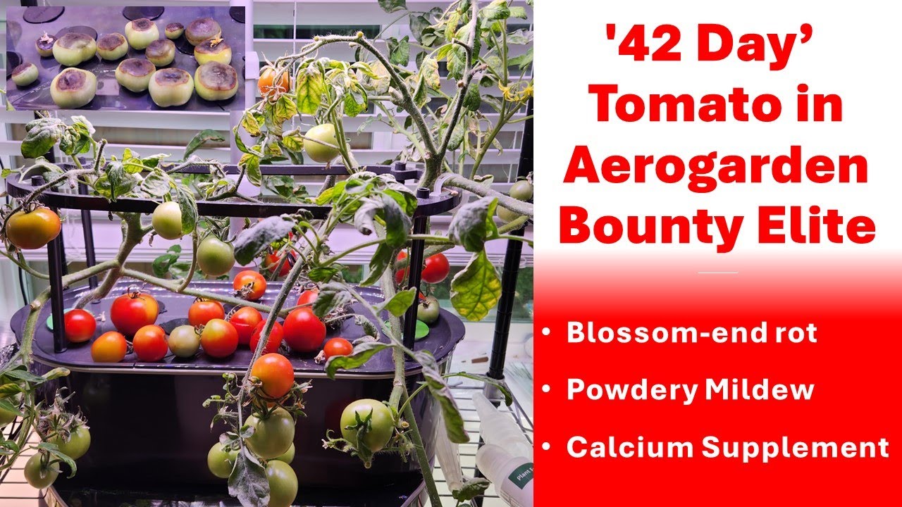 '42 Day' tomatoes in Aerogarden Bounty Elite | Blossom-end rot | Powdery Mildew | Calcium Supplement