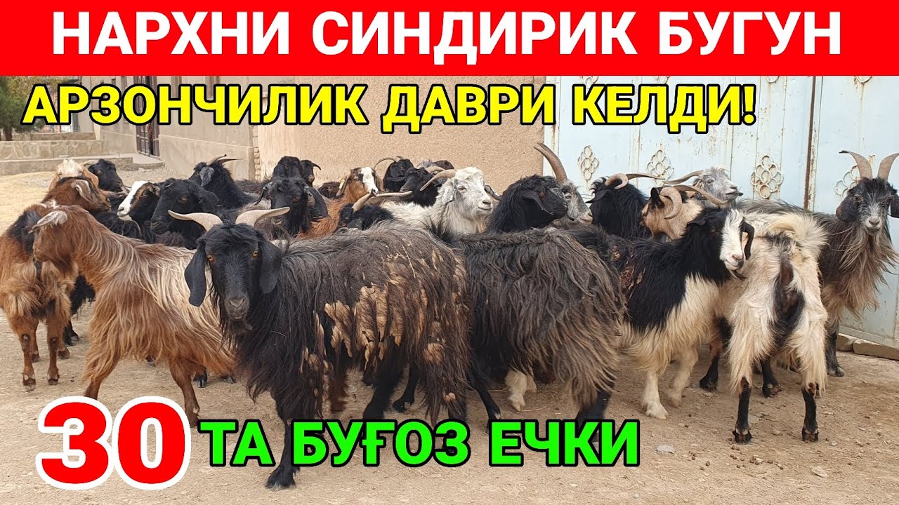 ЕЧКИНИ НАРИ СИНДИ. ХАММАСИ БУҒОЗ. 