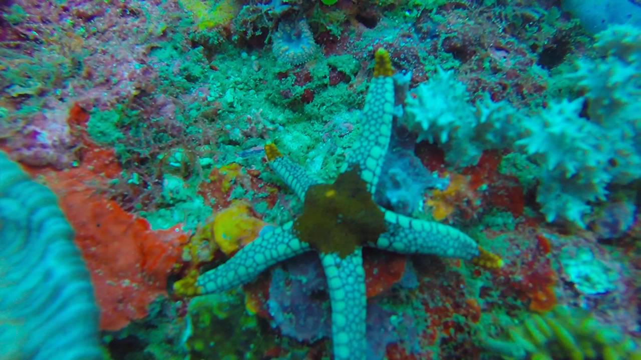 Scuba Diving the Philippines - Coral Cove, Puerto Galera June 2016