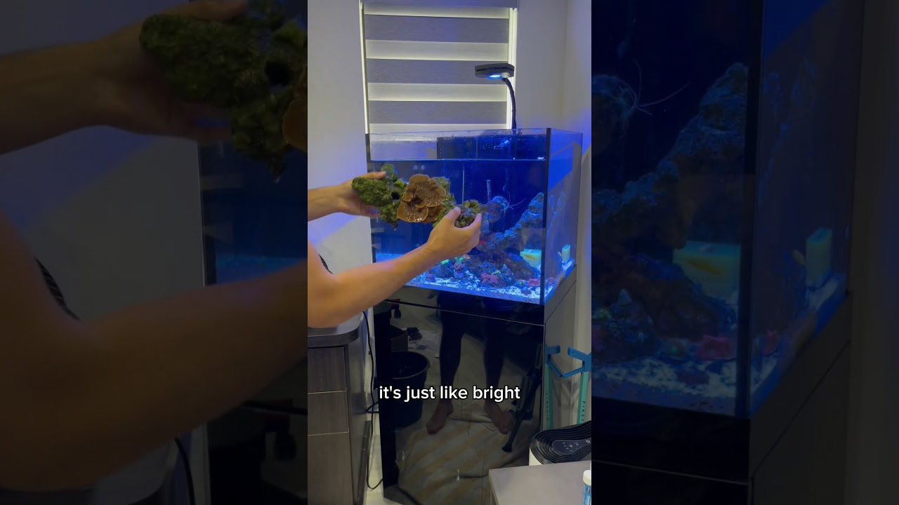 Redoing my ENTIRE REEF TANK