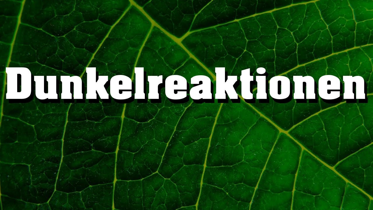Dunkelreaktionen der Fotosynthese schnell erklärt