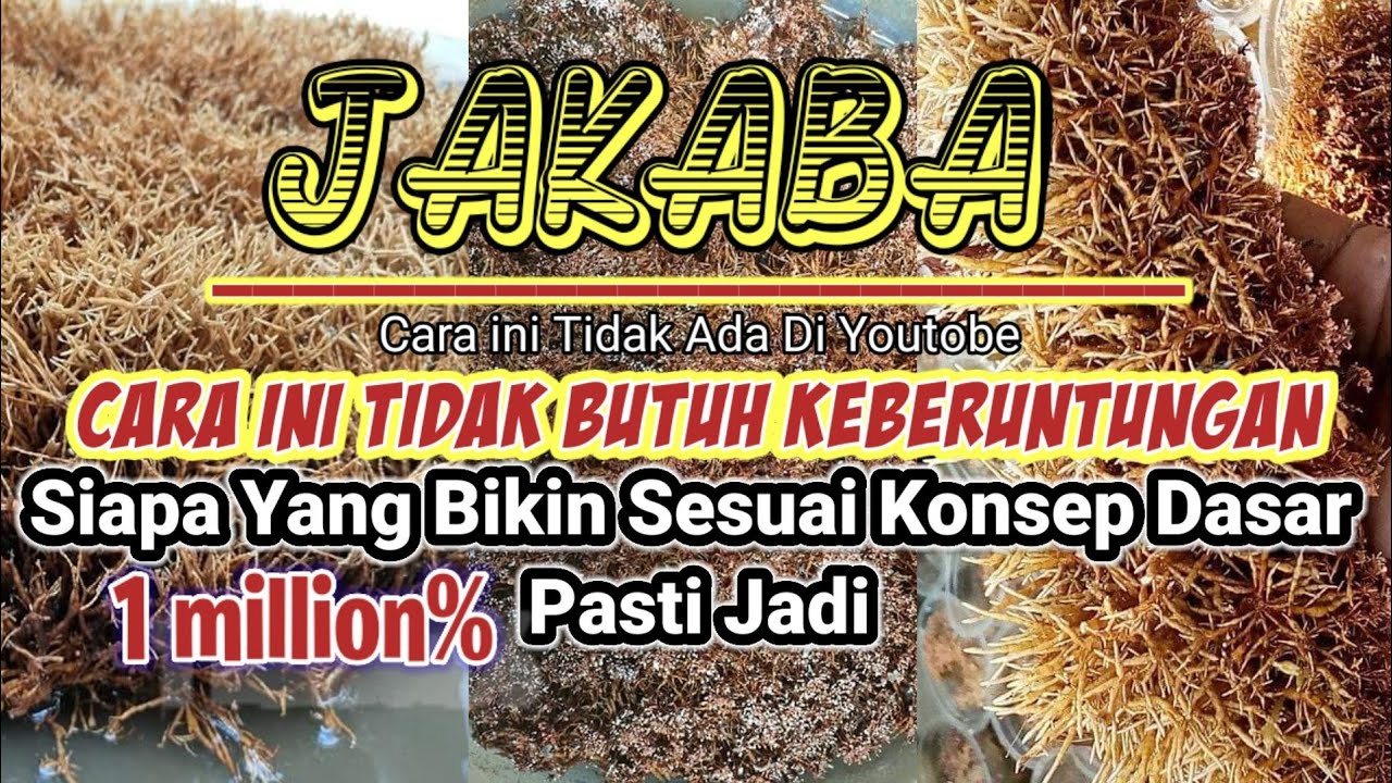 PAKAI JAKABA TANAMAN KERDIL JADI SUBUR❗ CARA MEMBUAT JAKABA DIJAMIN 1000% BERHASIL.