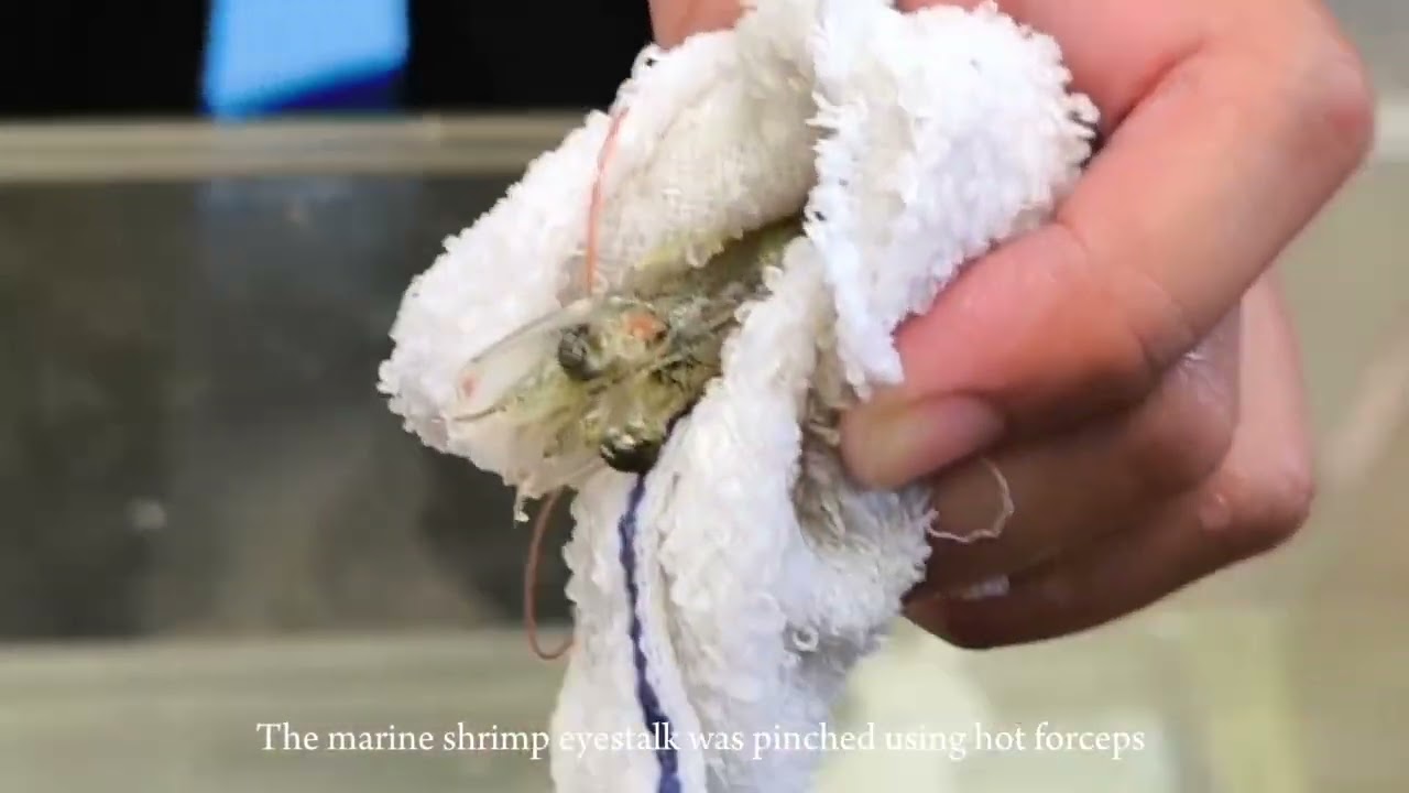 Marine Shrimp Eyestalk Ablation
