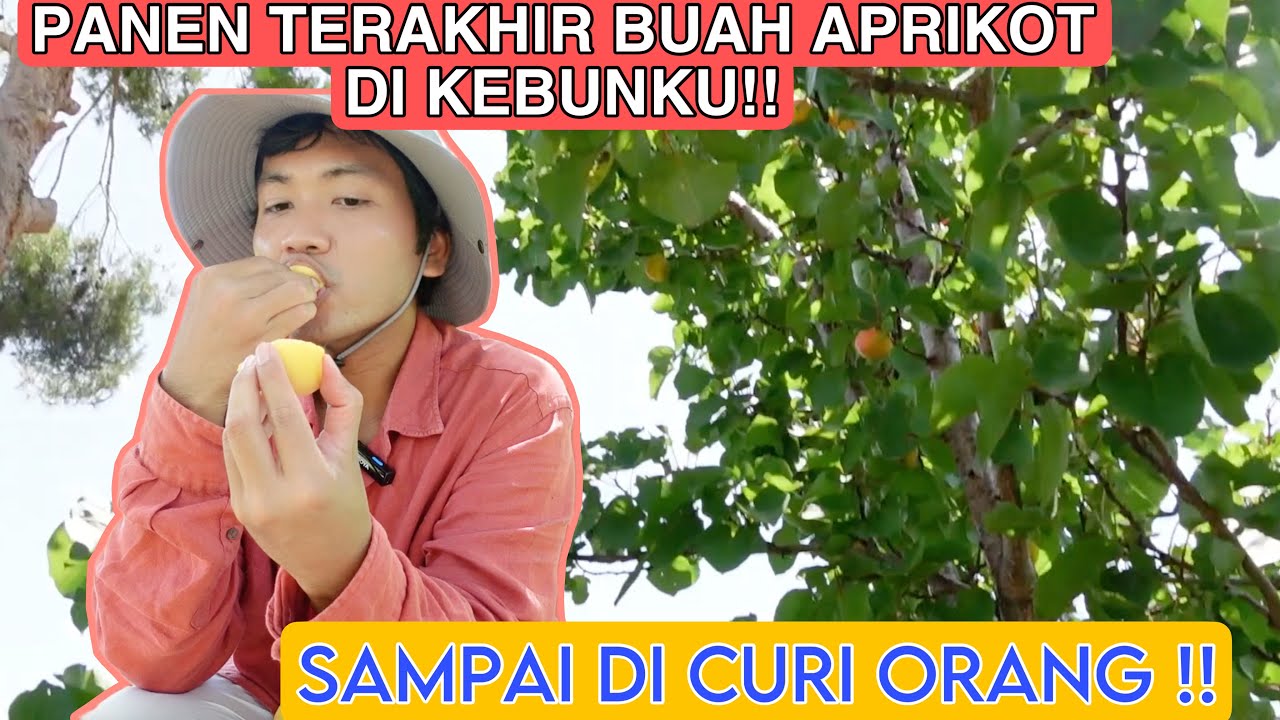 ADA YG MENCURI BUAH APRIKOTKU DI KEBUN !! PANEN TERAKHIR SEBELUM PADA RONTOK !!