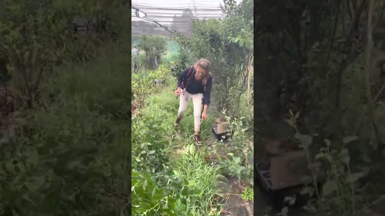 Agriculture work in Portugal !!work in Portugal !! Cleaning plants !! 