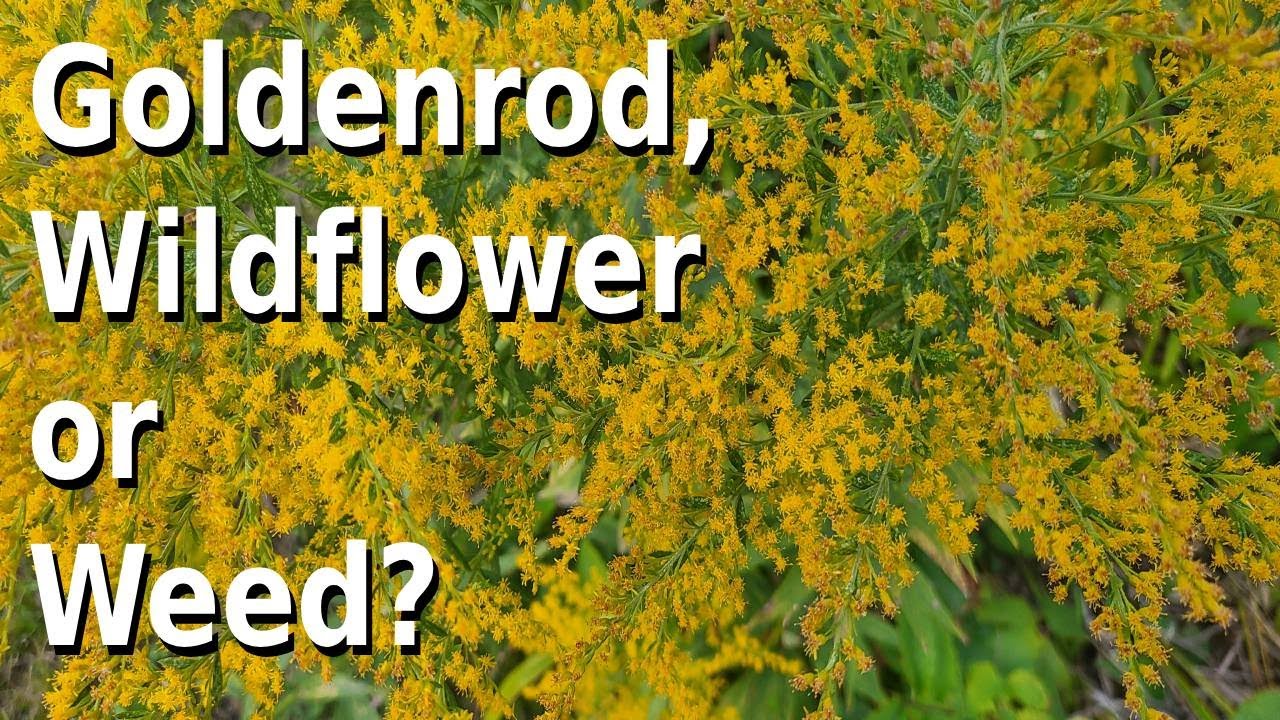 Goldenrods, Wildflower or Weed?
