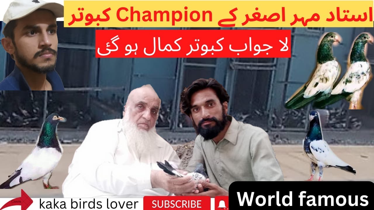 Ustad Haji Mehar Asghar K kabooter | 50 sal  🏆 champion of World