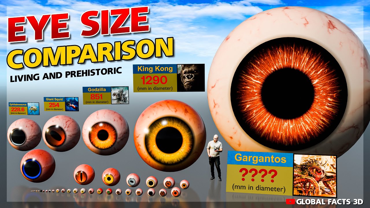 Eye Size comparison | Smallest to Largest Eye 3d