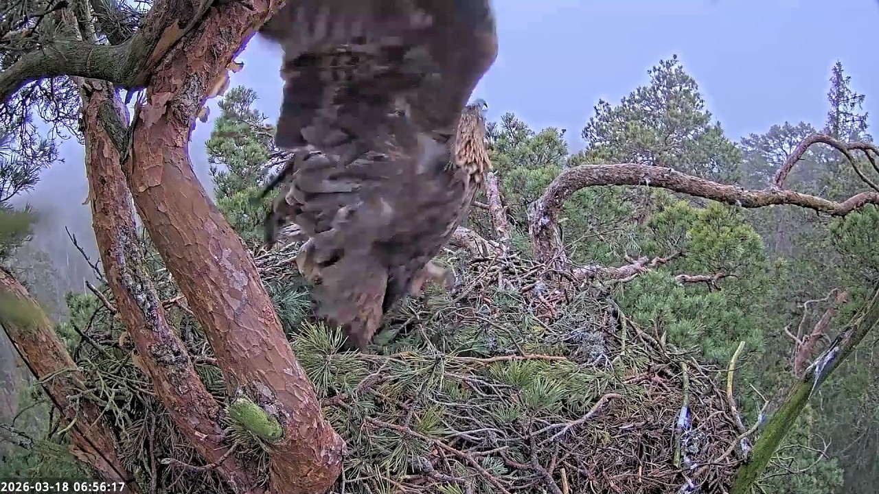 Kaljukotkas 2~☹️ Helju is defending her nest against a WTE intruder~6:56 AM 2026/03/18