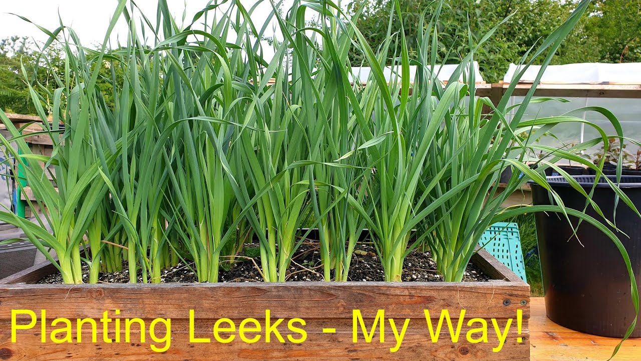 Planting out the Musselburgh Leeks - My Way!