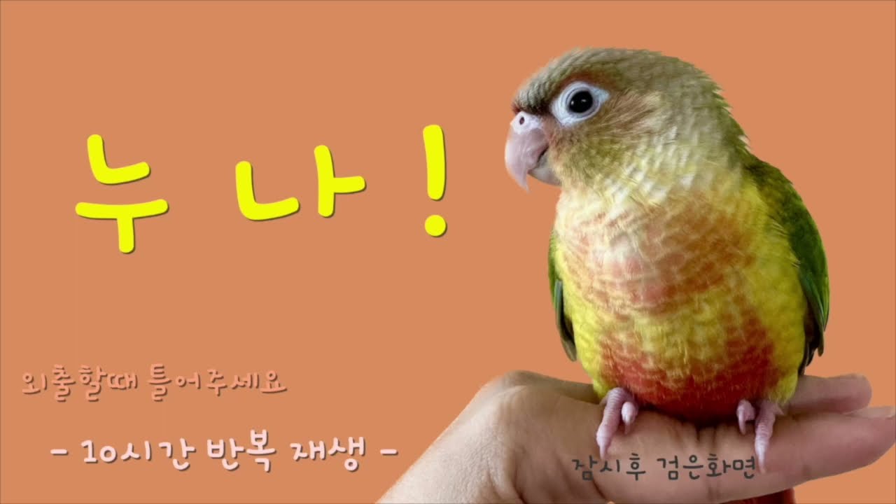 앵무새 말하기 