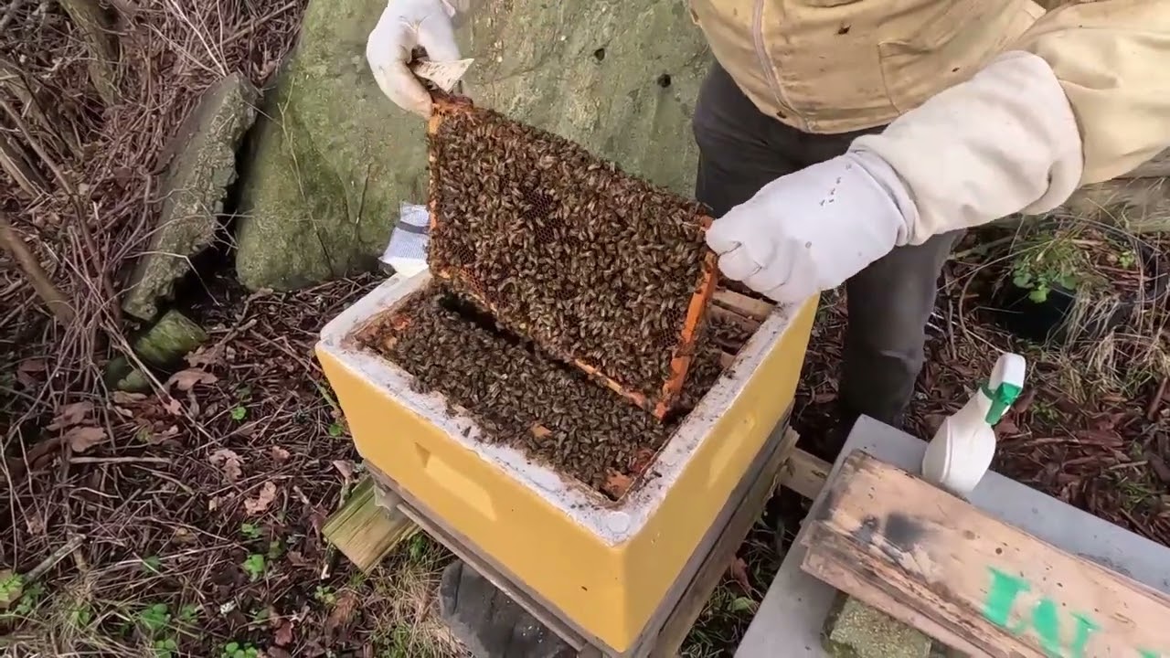 Vintermatning av bin