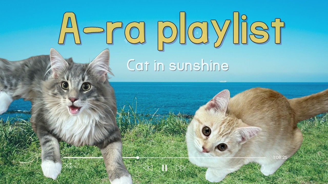 Jazz & Groove Pop | Cat in Sunshine | A-ra Playlist | Cafe, Drive, Workout Music