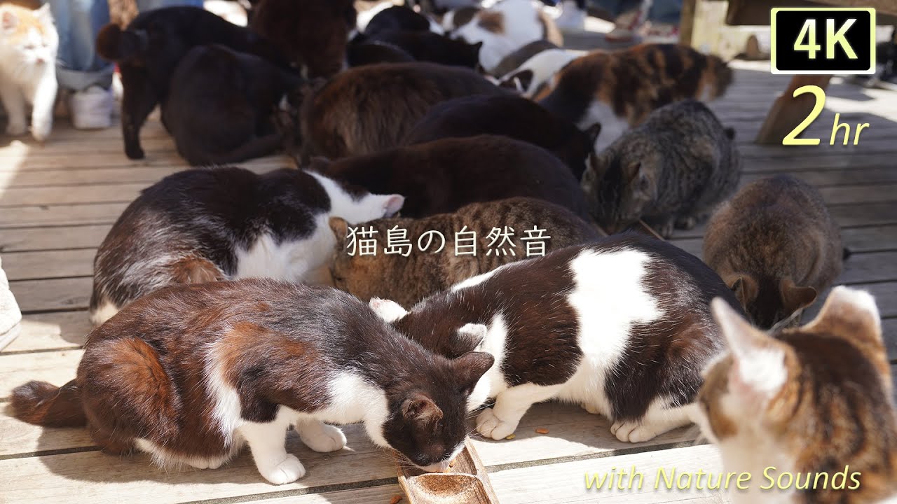 【猫島🐈の自然音 2nd】猫たっぷり！猫島の癒しのオアシス2時間。猫島の自然な音でリラックス！