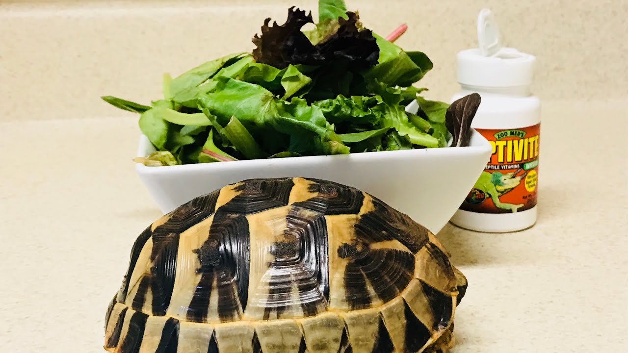Greek tortoise care