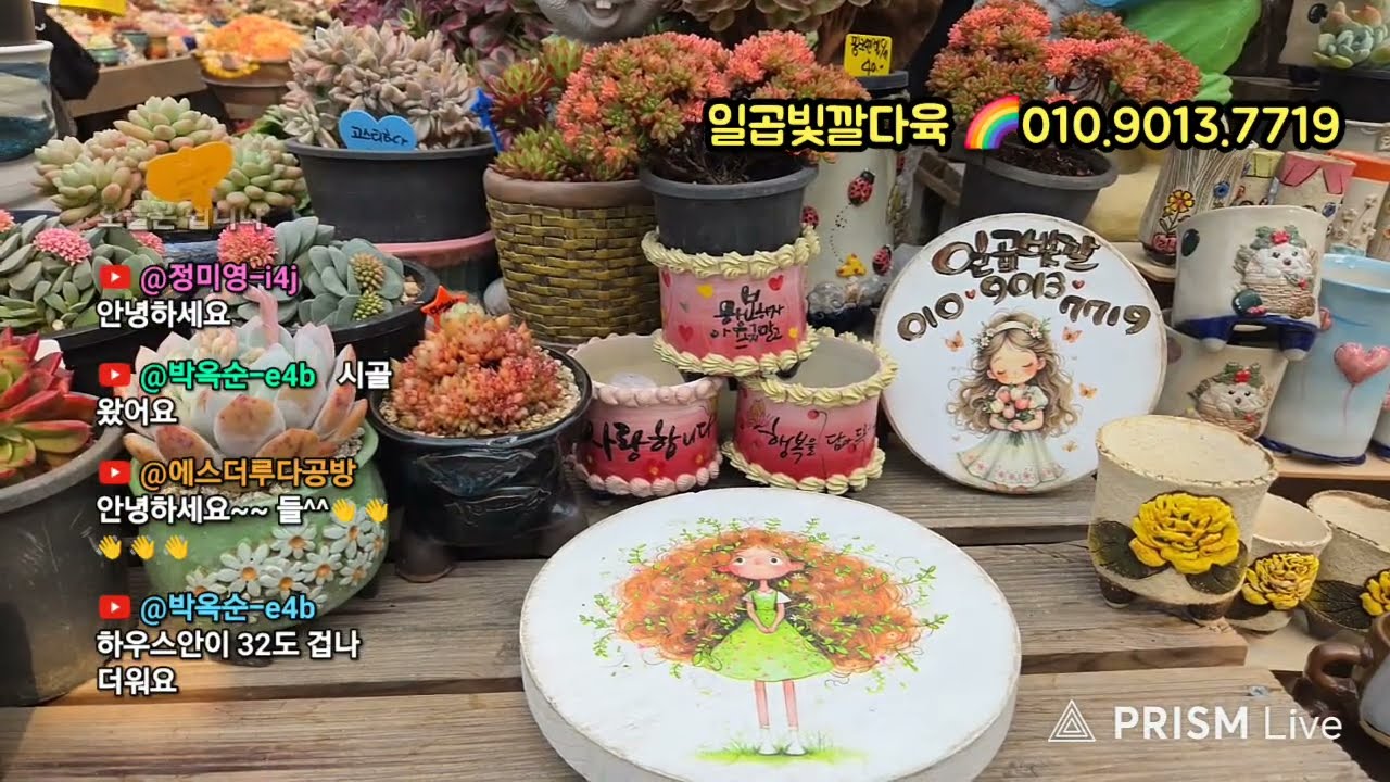 🌈일곱빛깔다육농원💥토요,2시💥라이브방송💥