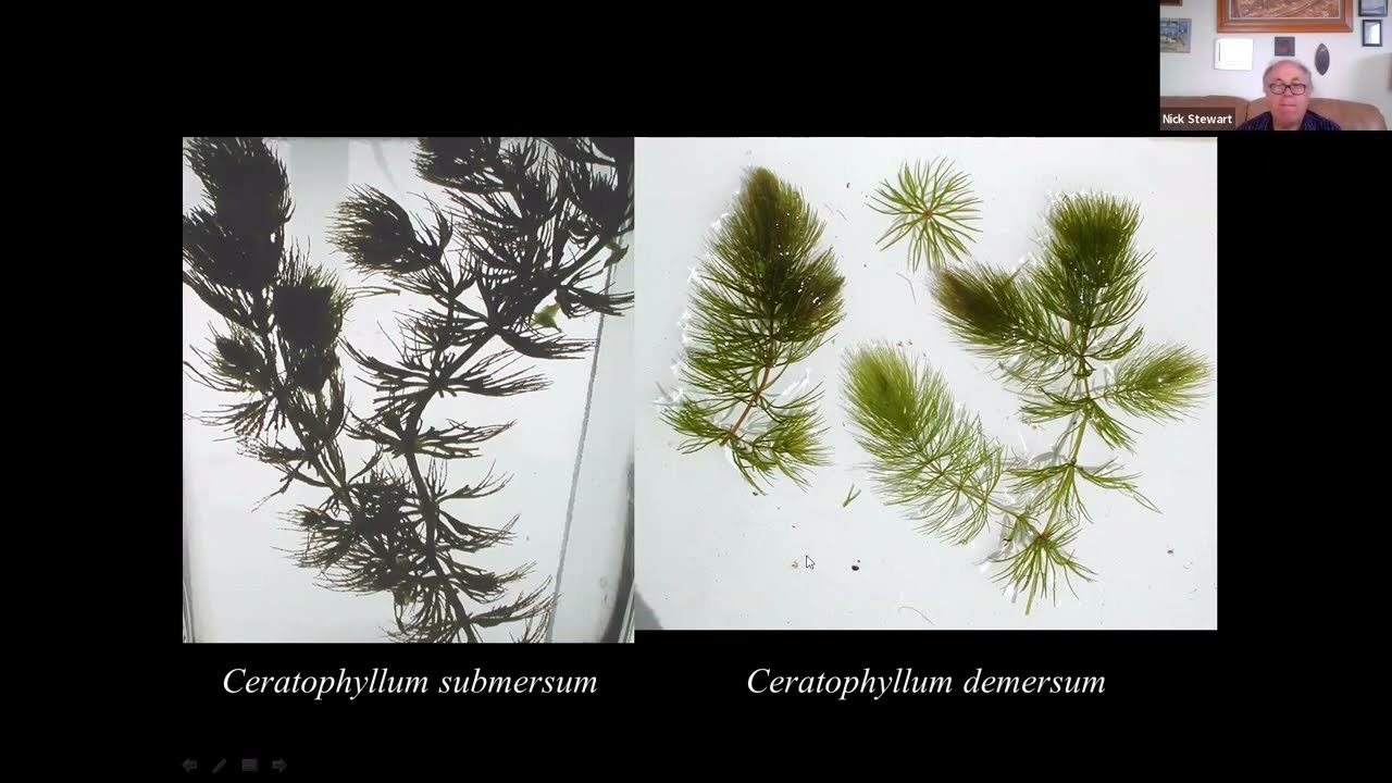 Water Milfoil and Hornwort Identification