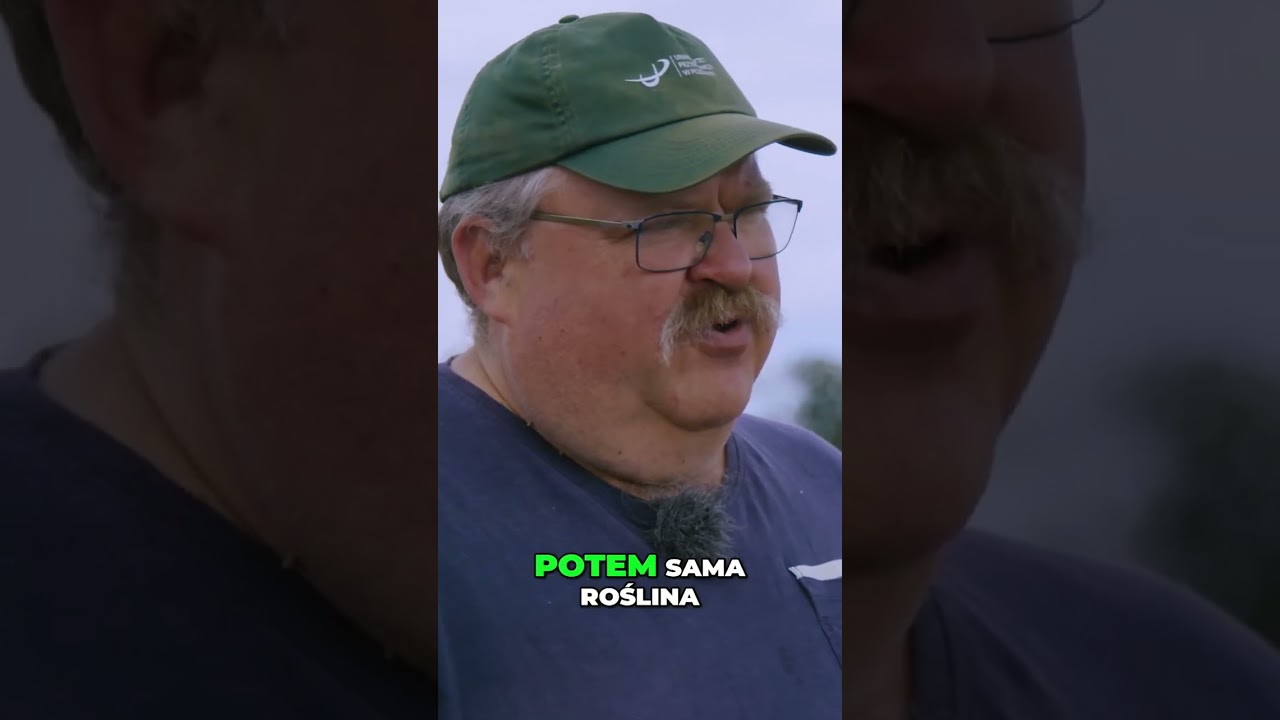 Kukurydza: Uprawa roli i no-till dla zdrowej gleby