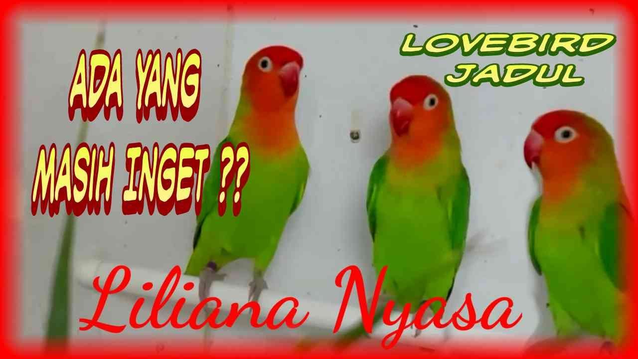 Liliana Nyasa ,Mutasi Lovebird Jadul Spesialis Beauty Contest dan Singing Contest